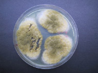 Aspergillus sp.