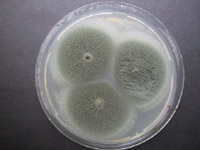 Aspergillus fumigatus