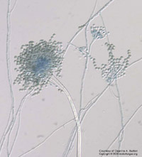 Aspergillus versicolor