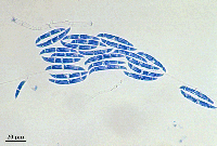 Fusarium solani