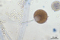 Mucor sp.