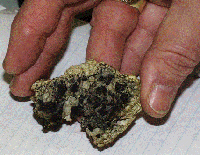 Stachybotrys sp.